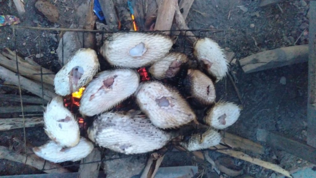 Kongkeh (Ikan Buntal) Lauk Favourite Menu Berbuka Puasa Orang Bajau