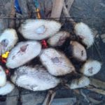 Kongkeh (Ikan Buntal) Lauk Favourite Menu Berbuka Puasa Orang Bajau